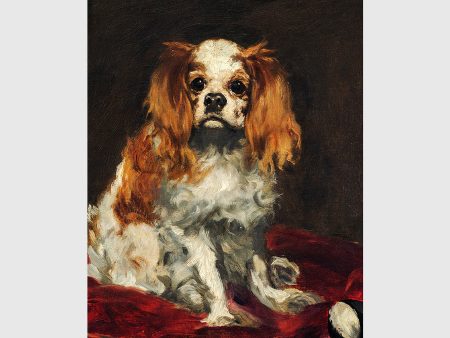 A King Charles Spaniel on Sale