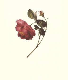 A Rose Hot on Sale