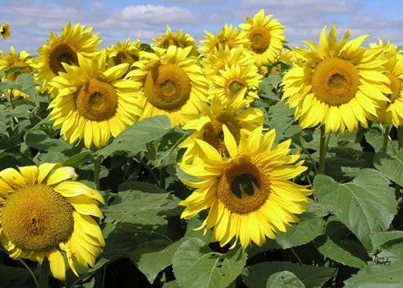 Sunflower 21 Online