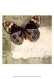 Butterfly Notes IV Online now