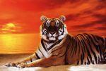 Tiger - sunset on Sale