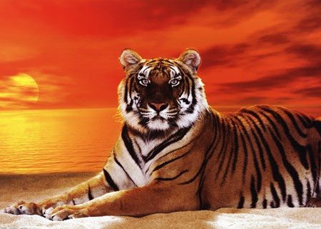 Tiger - sunset on Sale